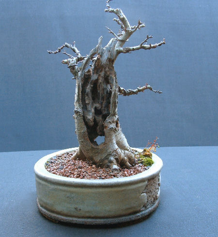 Hawthorn carving